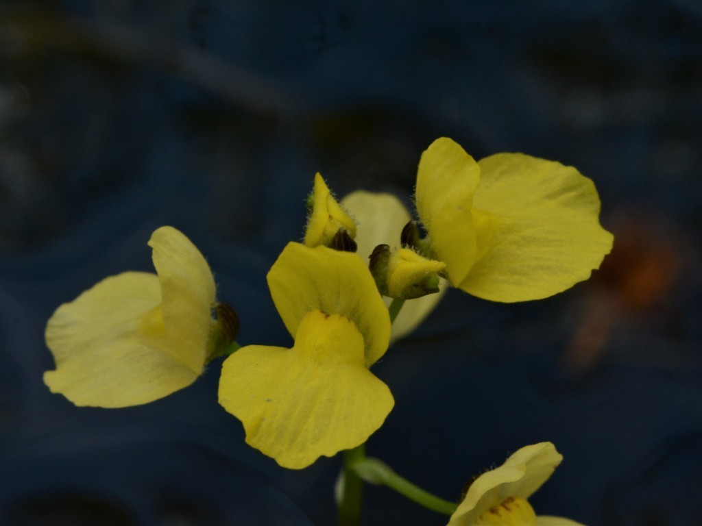 Utricularia muelleri