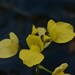 Utricularia muelleri - Photo (c) Zig Madycki, algunos derechos reservados (CC BY-NC-ND), subido por Zig Madycki