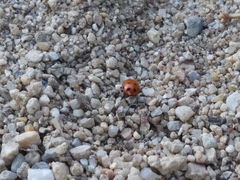 Coccinellini