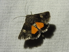 Copanarta aurea