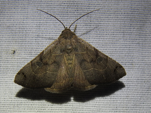 Owlet Moth