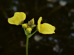 Utricularia muelleri