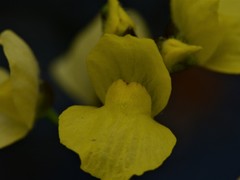 Utricularia muelleri