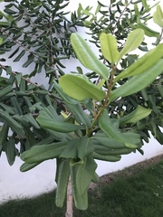 Pimenta racemosa