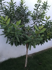 Pimenta racemosa