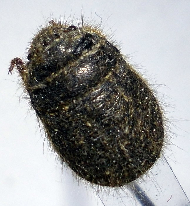 Irochrotus lanatus