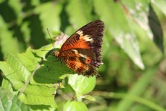Cethosia penthesilea