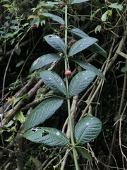 Siparuna lozaniana
