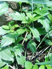 Theretra oldenlandiae