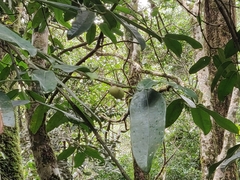 Garcinia pushpangadaniana