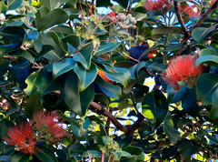 Trichoglossus moluccanus