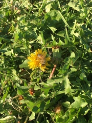 Apis mellifera