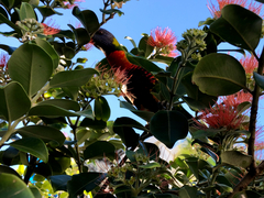 Trichoglossus moluccanus