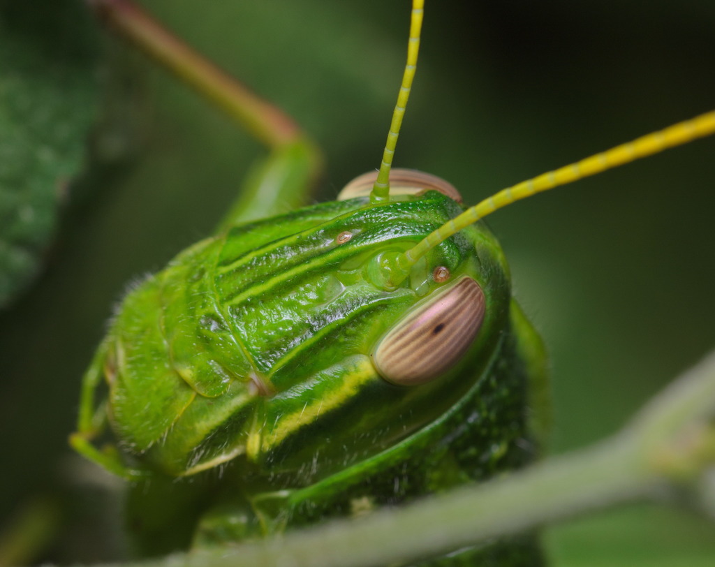 Large Green Grasshopper