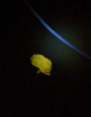 Lobotes surinamensis