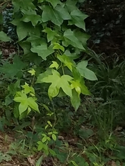 Liquidambar styraciflua