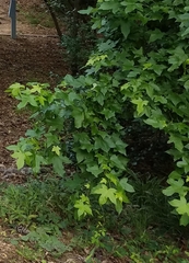 Liquidambar styraciflua