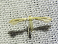 Hellinsia pectodactylus