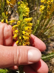 Erica parilis