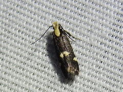 Chionodes phalacra