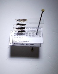 Ischnodemus sabuleti