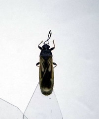 Ischnodemus sabuleti