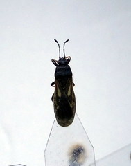 Ischnodemus sabuleti