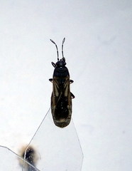 Ischnodemus sabuleti
