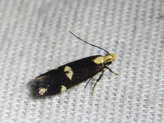 Chionodes phalacra