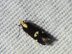 Chionodes phalacra