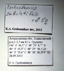 Ischnodemus sabuleti