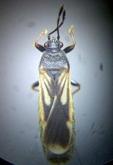 Ischnodemus sabuleti