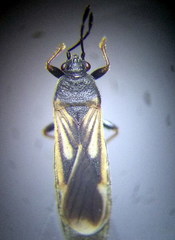 Ischnodemus sabuleti