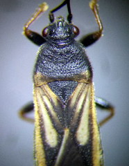 Ischnodemus sabuleti