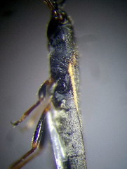 Ischnodemus sabuleti
