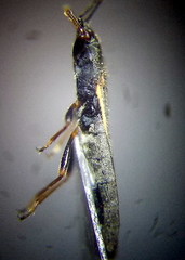 Ischnodemus sabuleti
