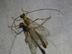 Enicospilus guatemalensis