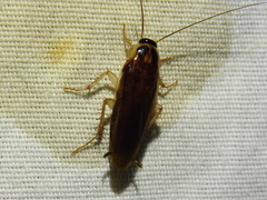Ischnoptera bilunata