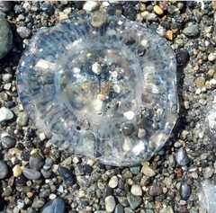Aequorea victoria