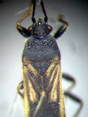 Ischnodemus sabuleti
