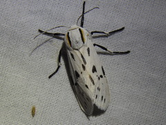 Ectypia bivittata
