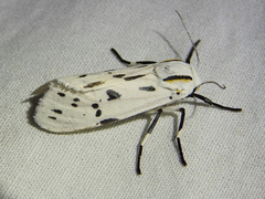 Ectypia bivittata