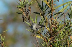Polioptilidae
