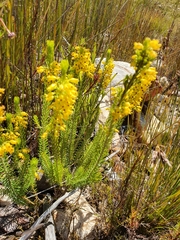 Erica parilis