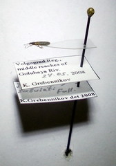 Ischnodemus sabuleti
