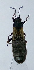 Ischnodemus sabuleti