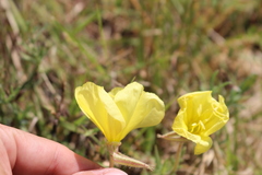 Oenothera grandis