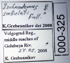 Ischnodemus sabuleti