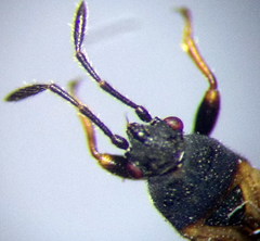 Ischnodemus sabuleti