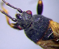Ischnodemus sabuleti